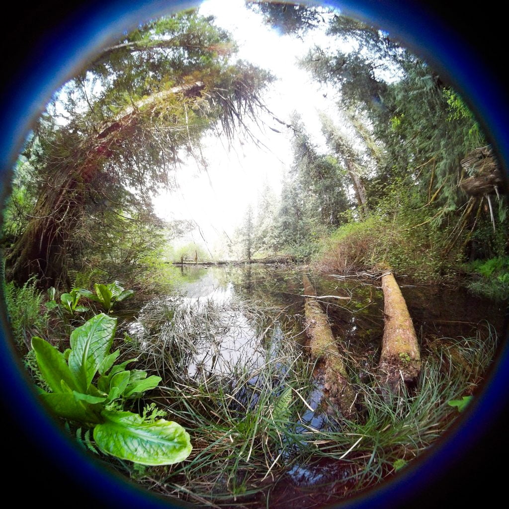 360 view in Cathedral Grove, MacMillan Provincial Park, B.C.