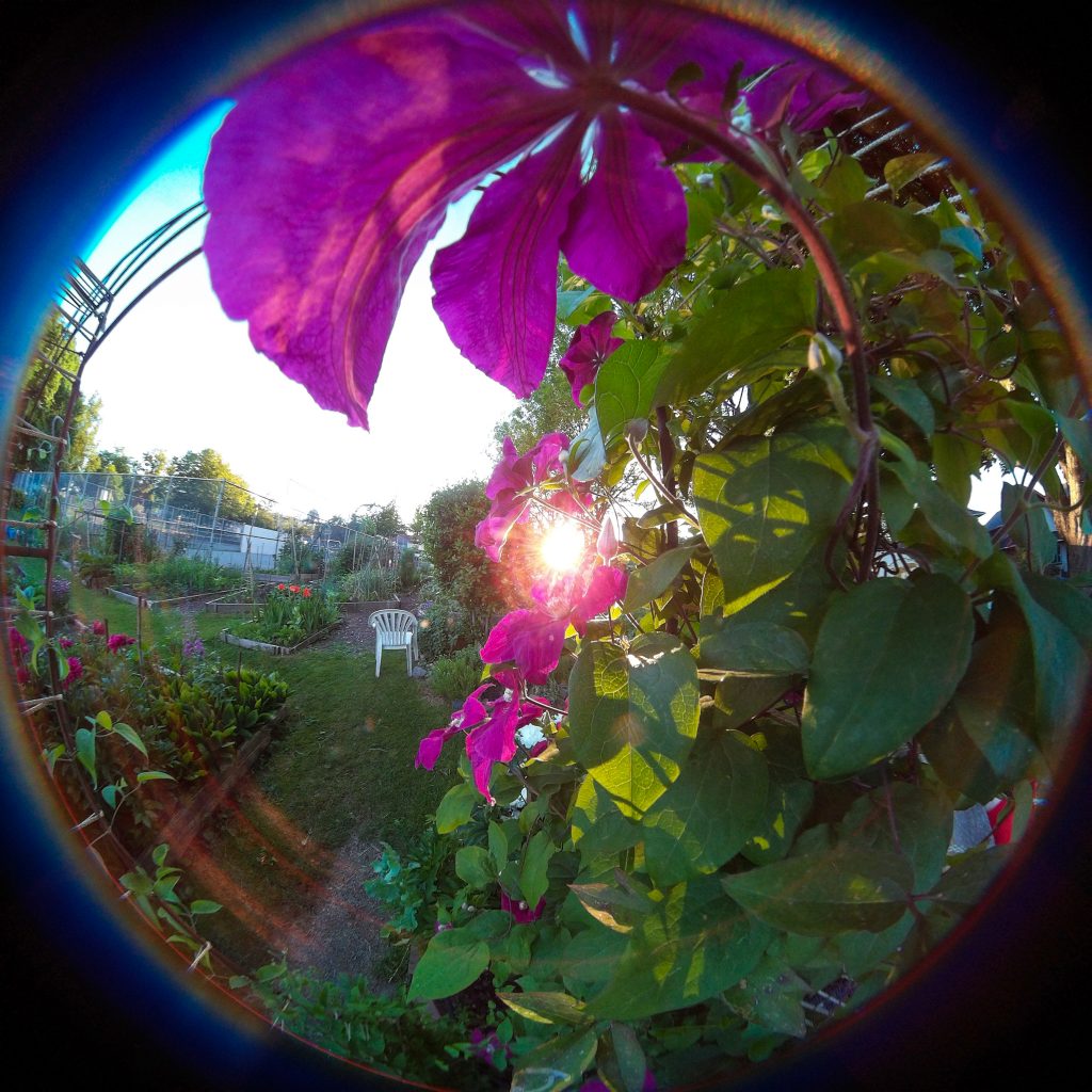 360 view of Community Garden, Robson Park, Vancouver, B.C.