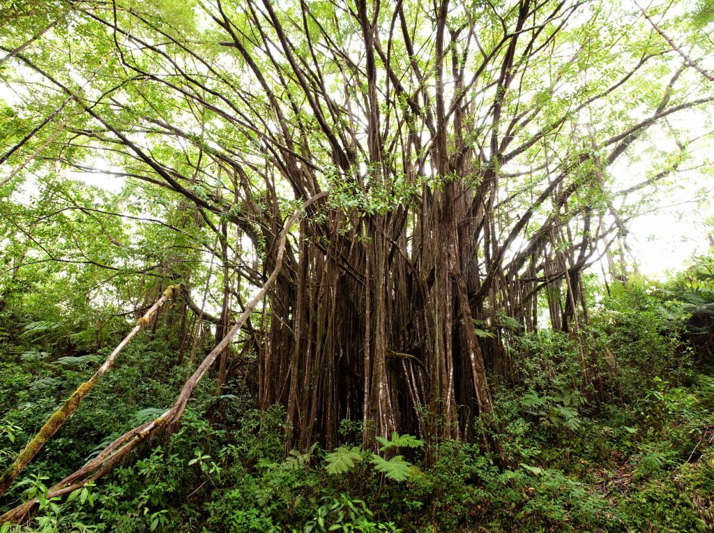 banyan tree, Hawaii