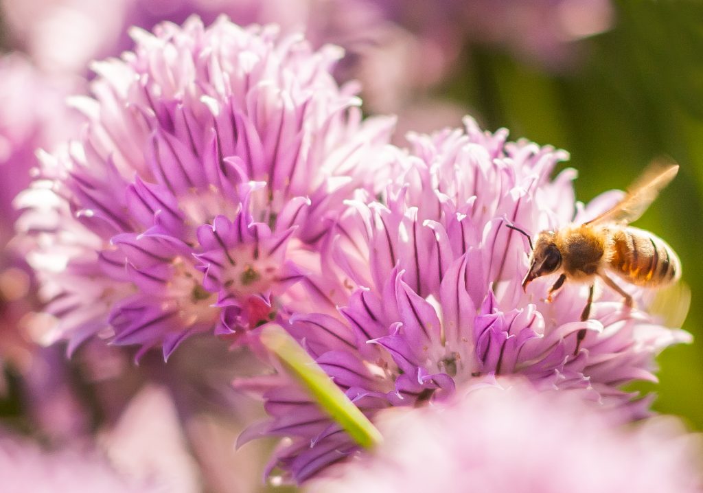 bee on a Allium flower, Robson Park, Vancouver