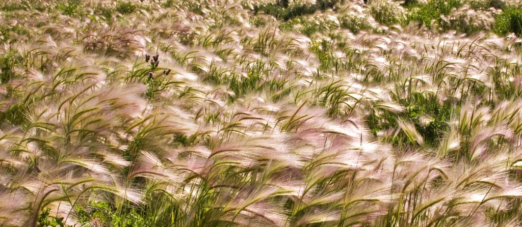 Field of grass in Edmonton Alberta