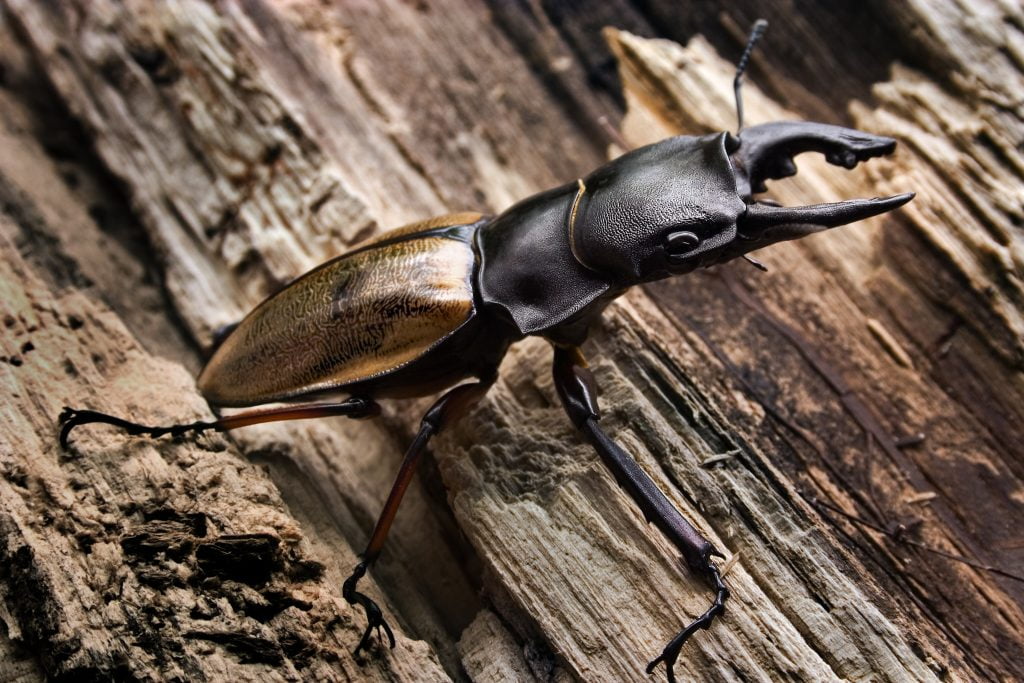 Scarab Beetle at the Edmontong Bug Room