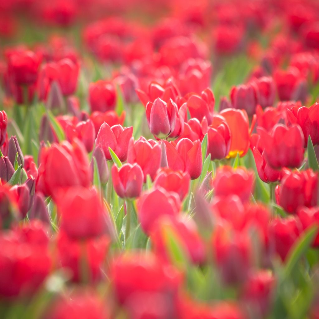 Tulips of the Valley, Chilliwack, B.C.