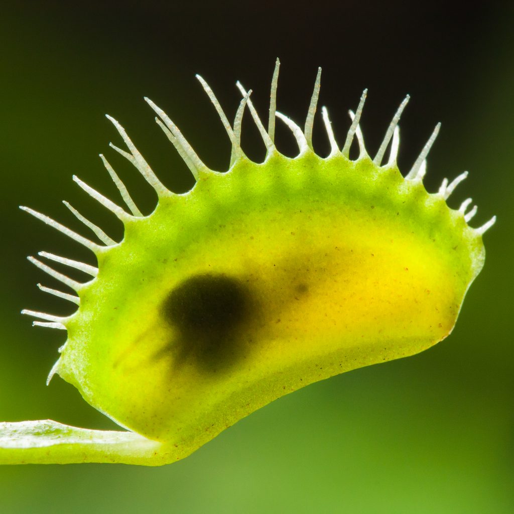 close-up showing a Venus Flytrap with ensnared insect