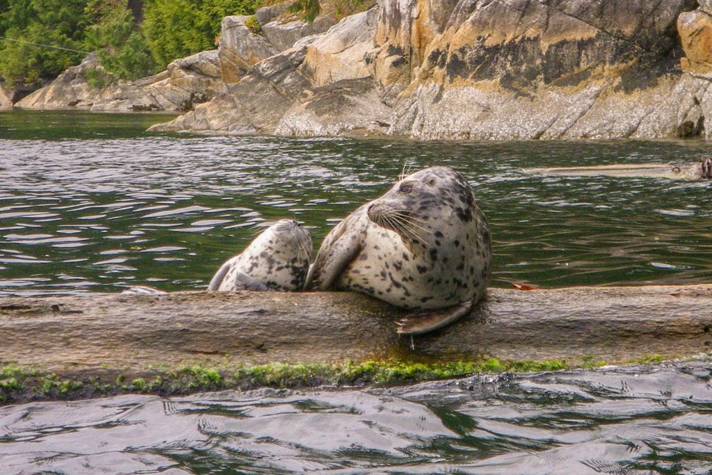 harbour seal, Deep Cove, B.C.