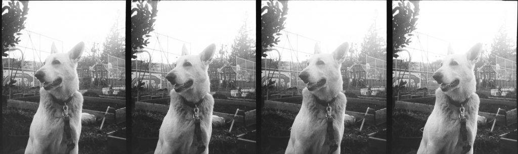 stereoscopic puppy, Robson Park, Vancouver, B.C.