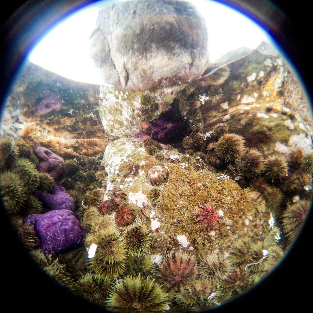 360 view of tidal pools at Willow Point, Campbell River, B.C.